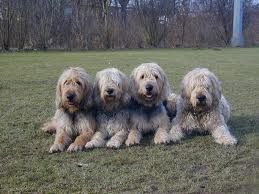 Otterhound 2