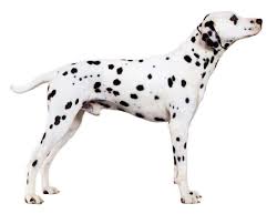 dalmata 2