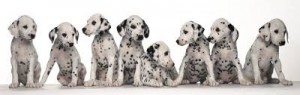 dalmata 3