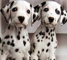 dalmata