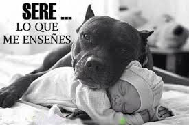perros peligrosos 3