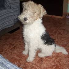 fox terrier de pelo duro 2