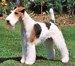 fox terrier de pelo duro