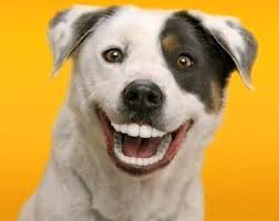 Cuidado dental para tu perro 2