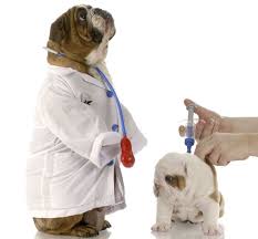 Vacunas de los perros 2