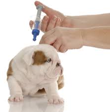 Vacunas de los perros