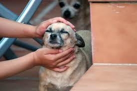 acariciar a tu perro