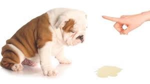 perro hace pis en casa
