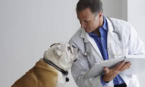 seguros para perros 2