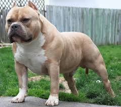 american bully