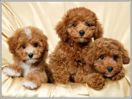 caniche
