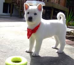 kishu 2