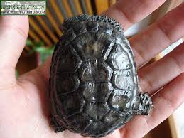 Acanthochelys spixii 2