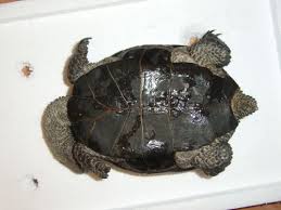 Acanthochelys spixii 3