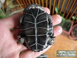 Acanthochelys spixii