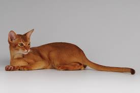 gato abisino 2