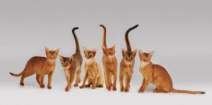 gato abisino 3