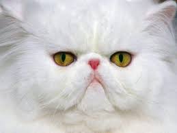 gato persa 2