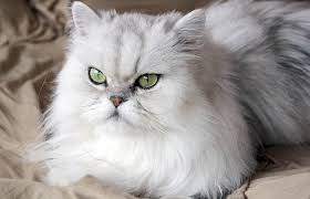 gato persa 3