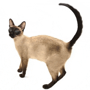 gato siames