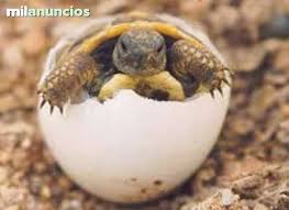 tortuga de tierra 2