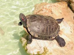tortuga de tierra 3