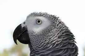 yaco 2