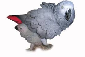 yaco 3