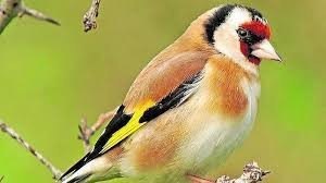 Jilguero 2