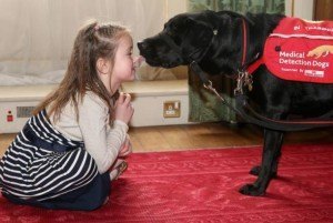 Perros que detectan enfermedades 2