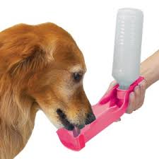 accesorios para perros