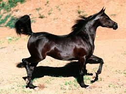 caballo arabe 2