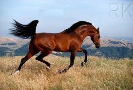 caballo arabe 3