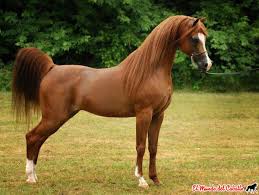 caballo arabe