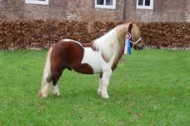 caballo miniatura 2
