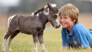 caballo miniatura 3