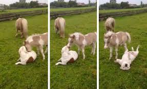 caballo miniatura