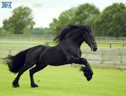 caballo morgan 2