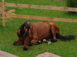 caballo morgan 3