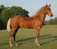 caballo morgan
