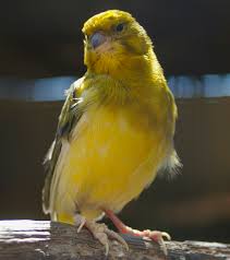 canario 2