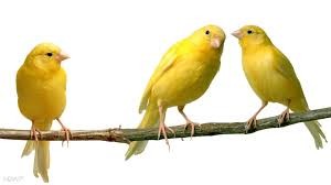 canario 3
