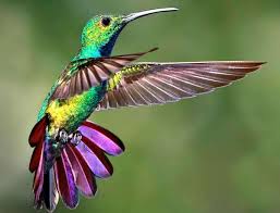 colibri 2