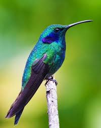 colibri 3