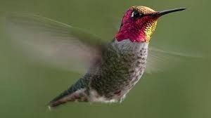 colibri