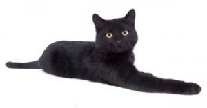 gato bombay 2