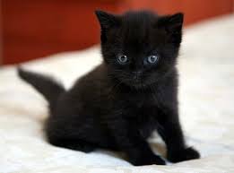 gato bombay 3