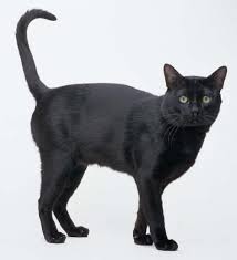gato bombay