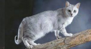 gato burnilla 2