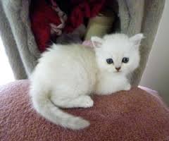 gato burnilla 3